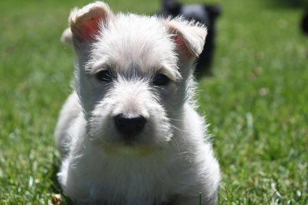 Scottish Terrier for sale by FINNEGON