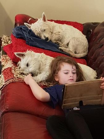 West Highland White Terrier for sale by WESTWHYTE