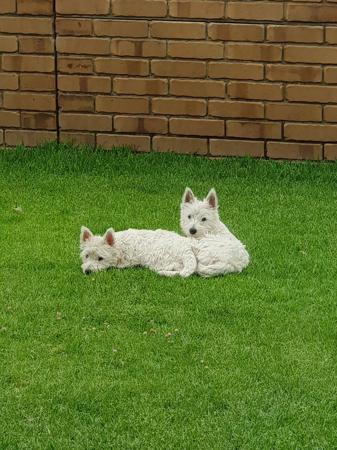 West Highland White Terrier for sale by WESTWHYTE