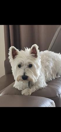 West Highland White Terrier for sale by WESTWHYTE