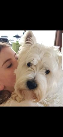 West Highland White Terrier for sale by WESTWHYTE