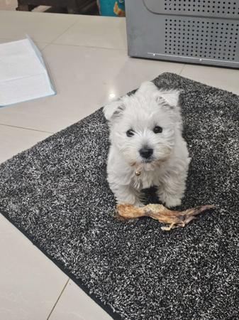 West Highland White Terrier for sale by WESTWHYTE