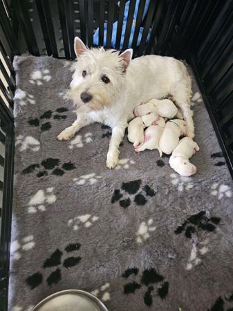 West Highland White Terrier for sale by WESTWHYTE