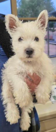 West Highland White Terrier for sale by WESTWHYTE