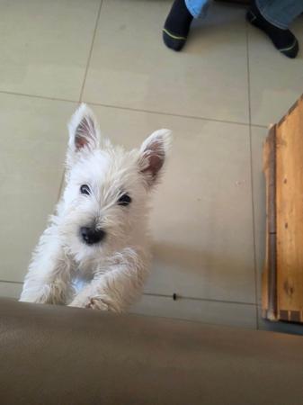 West Highland White Terrier for sale by WESTWHYTE