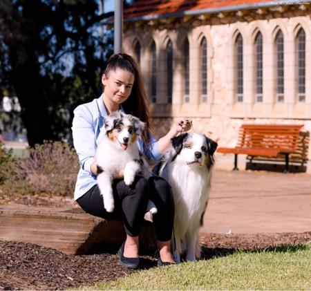 Australian Shepherd for sale by TAIKALA