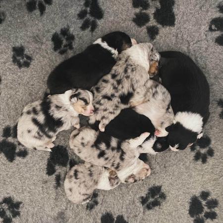 Australian Shepherd for sale by TAIKALA