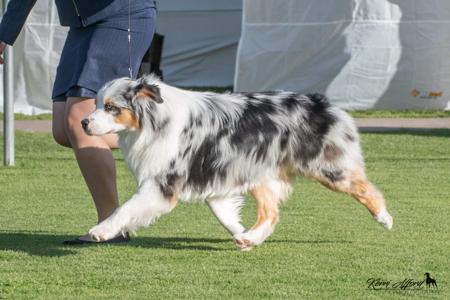 Australian Shepherd for sale by TAIKALA
