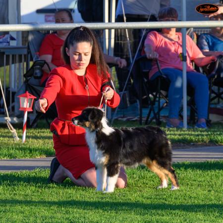 Australian Shepherd for sale by TAIKALA