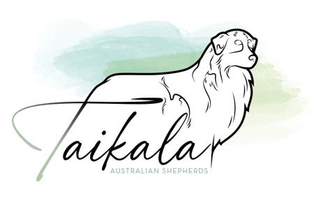 Australian Shepherd for sale by TAIKALA