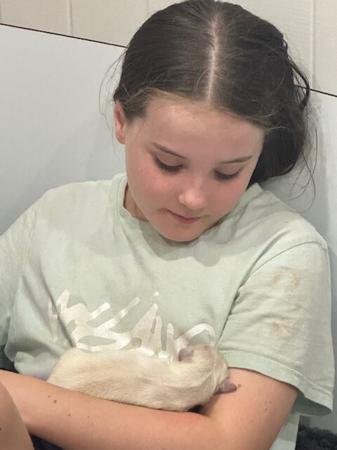 Golden Retriever for sale by ASKAVAL