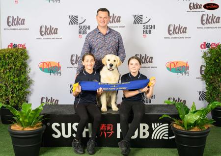 Golden Retriever for sale by ASKAVAL