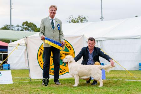 Golden Retriever for sale by ASKAVAL