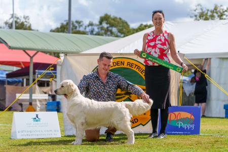 Golden Retriever for sale by ASKAVAL