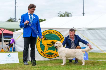 Golden Retriever for sale by ASKAVAL