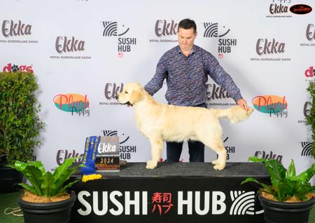 Golden Retriever for sale by ASKAVAL