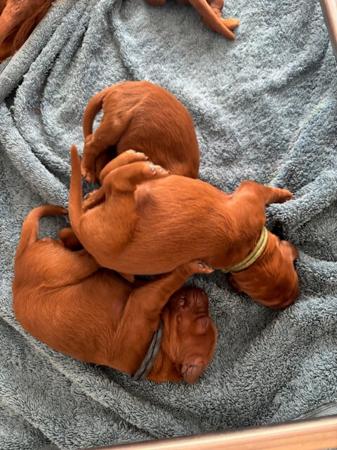 Irish Setter puppy for sale by ROBYNPACEY