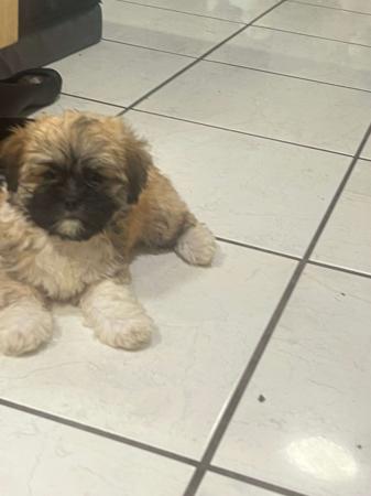 Lhasa Apso for sale by PEARLUXIS