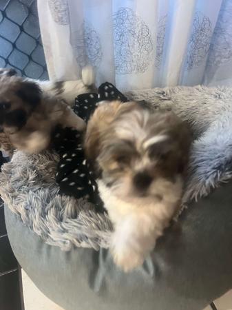 Lhasa Apso for sale by PEARLUXIS