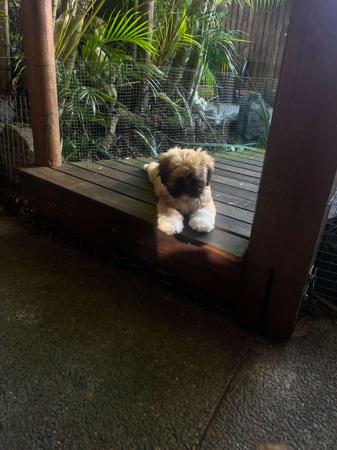 Lhasa Apso for sale by PEARLUXIS