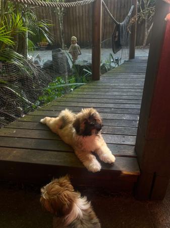 Lhasa Apso for sale by PEARLUXIS