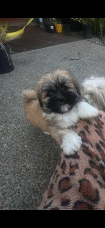 Lhasa Apso for sale by PEARLUXIS