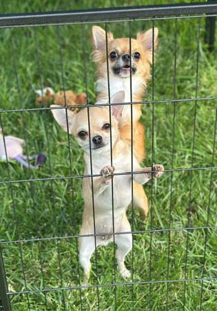 Chihuahua (Long Coat) puppy for sale by FANTASIACHI