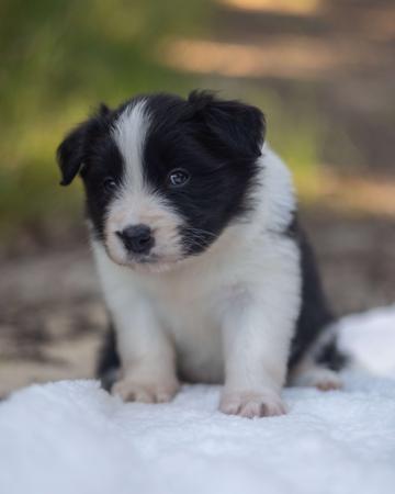 Border Collie for sale by VISGARD