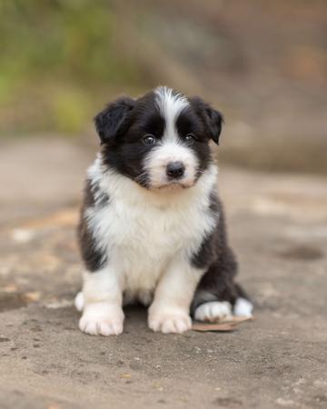Border Collie for sale by VISGARD