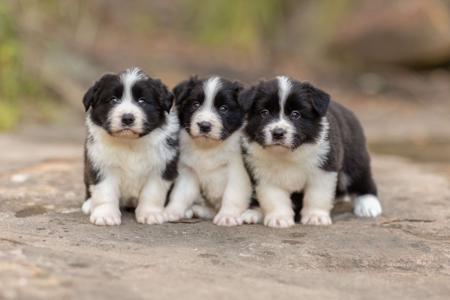 Border Collie for sale by NOOTLEX