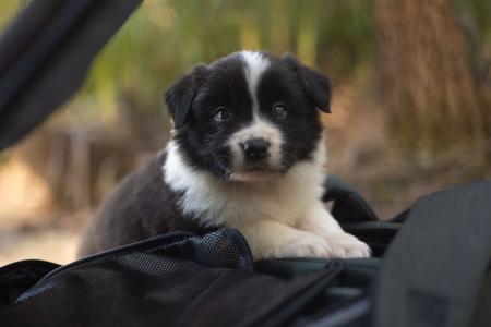 Border Collie for sale by VISGARD
