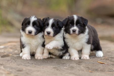 Border Collie for sale by VISGARD