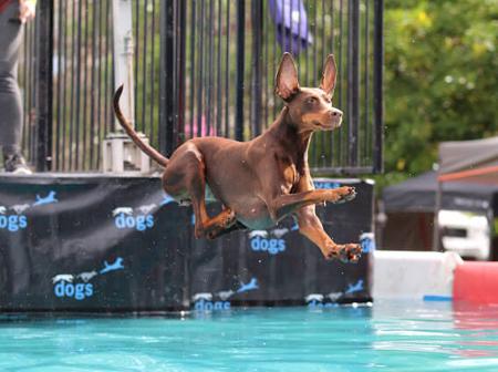 Dobermann for sale by VISGARD