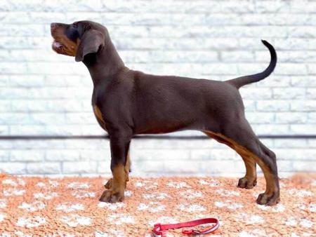 Dobermann for sale by VISGARD