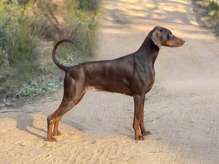 Dobermann for sale by VISGARD