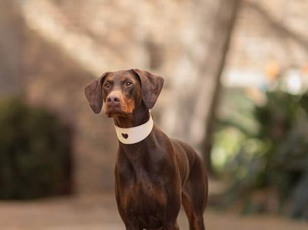 Dobermann for sale by VISGARD