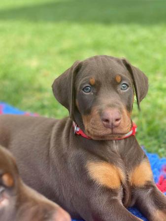 Dobermann for sale by VISGARD