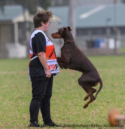 Dobermann for sale by NOOTLEX