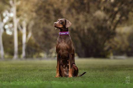 Dobermann for sale by VISGARD