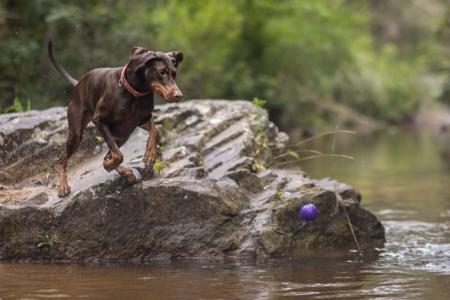 Dobermann for sale by VISGARD