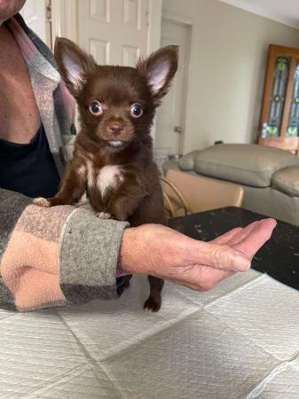 Chihuahua (Long Coat) for sale by SANHARCHI