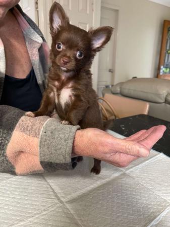 Chihuahua (Long Coat) for sale by SANHARCHI
