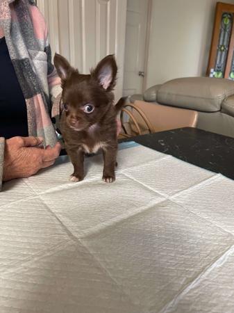 Chihuahua (Long Coat) for sale by SANHARCHI