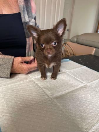 Chihuahua (Long Coat) for sale by SANHARCHI