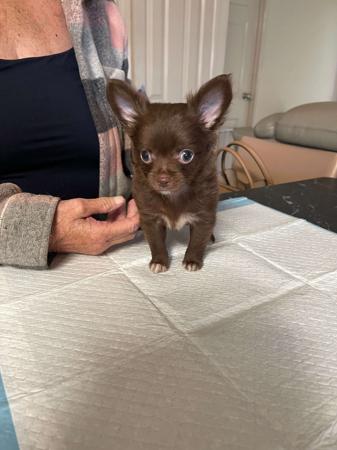 Chihuahua (Long Coat) for sale by SANHARCHI