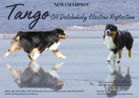 Australian Shepherd for sale by DELCHOKSKY