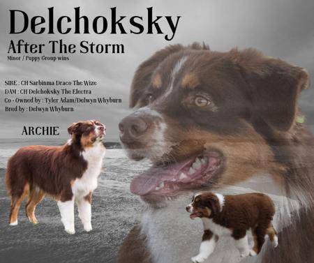 Australian Shepherd for sale by DELCHOKSKY
