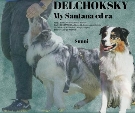 Australian Shepherd for sale by DELCHOKSKY