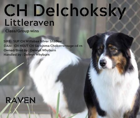 Australian Shepherd for sale by DELCHOKSKY