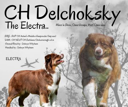 Australian Shepherd for sale by DELCHOKSKY